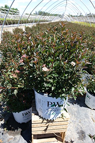 Tiny Wine® Ninebark in the nursery