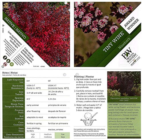 Tiny Wine® Ninebark plant information