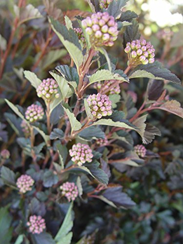 Tiny Wine® Ninebark with flowering buds