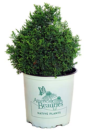 Top Point Dwarf White Cedar in branded pot