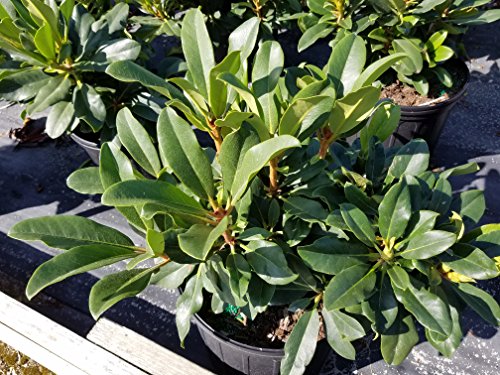Top View of Cherry Cheesecake in pot