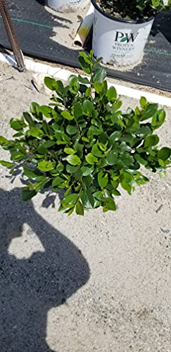 Top and front view of the Aronia shrub highlighting its low‑growing mound habit and abundant spring blossoms.