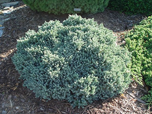 Top‑down view of Blue Star Juniper showing star‑like arrangement of blue needles