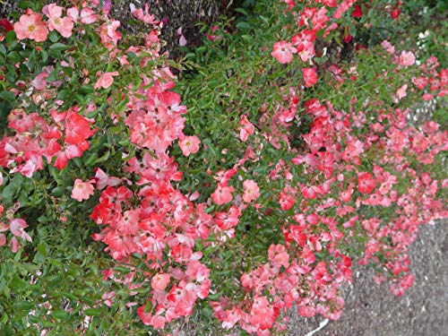Top view of Coral Flower Carpet Rose with multiple coral flowers and shiny leaves.