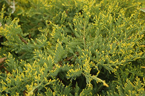 Top view of Gold Star® Juniper foliage with emerging golden new growth