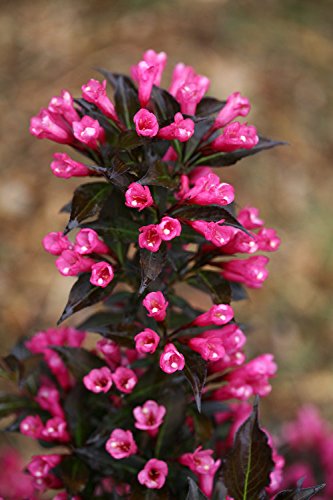 Top view of Spilled Wine Weigela pink flowers against dark foliage