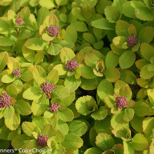 Top view of compact spirea shrub leaves and blooms
