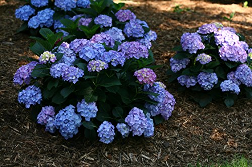 Top view of dense hydrangea flower heads