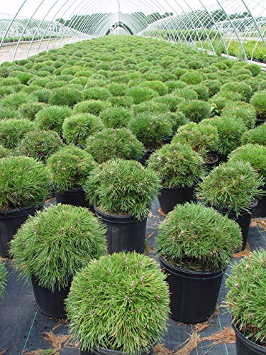 Side view of dwarf mugo pine evergreen in nursery pot