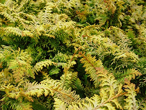 Top view of evergreen fern-spray foliage detail