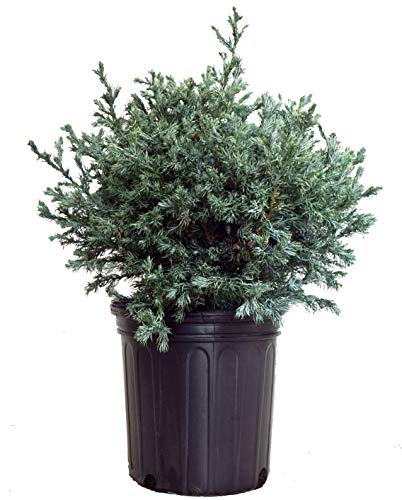 True Blue False Cypress in pot