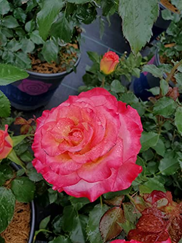 True Sincerity Floribunda flower close up