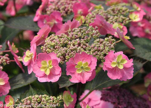 Tuff Stuff™ Reblooming Mountain Hydrangea flower close up