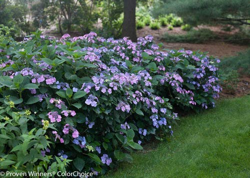 Tuff Stuff™ Reblooming Mountain Hydrangea flowering in landscape