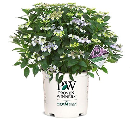 Tuff Stuff™ Reblooming Mountain Hydrangea in branded pot