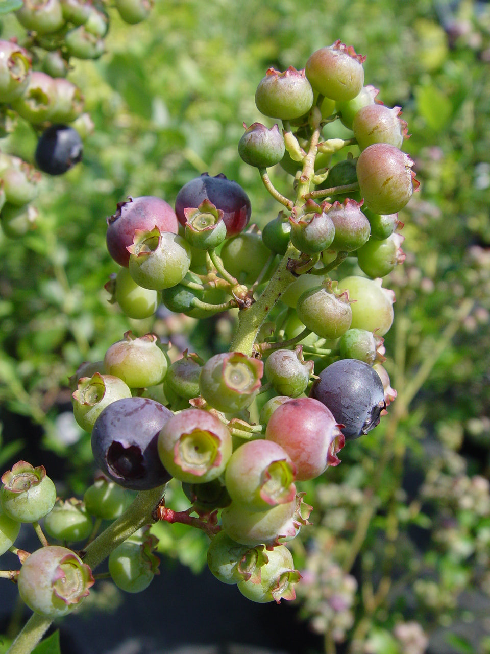 Reka Highbush Blueberry