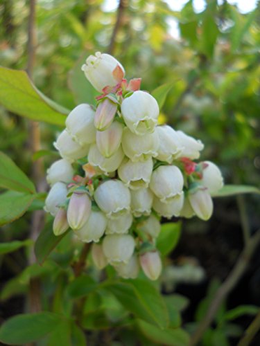 Vaccinium corymbosum 'Patriot'