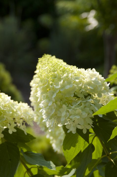 Vanilla Strawberry™ Panicle Hydrangea shrub in garden setting highlighting full foliage and blossoms