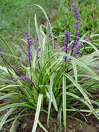 Variegated Liriope flowering in garden