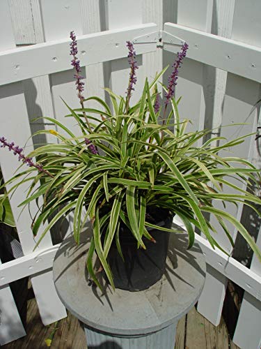 Variegated Liriope in outdoor set up