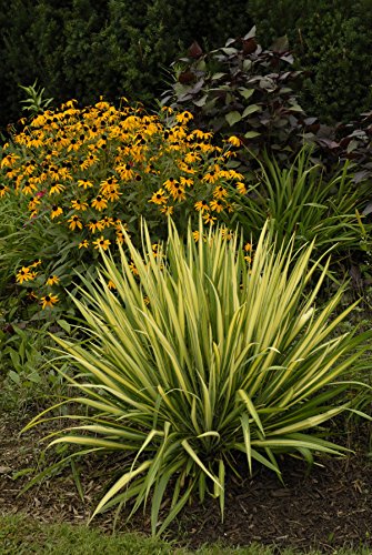 Variegated Yucca filamentosa plant with green and gold foliage photographed outdoors