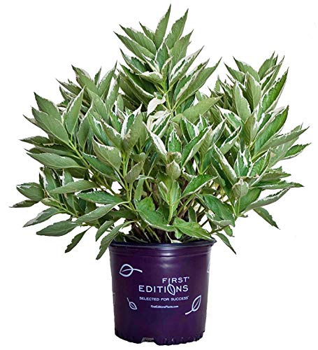 Variegated foliage close-up of Light O Day Hydrangea