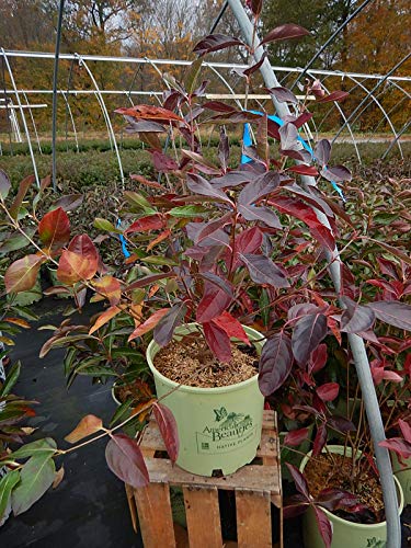 Viburnum nudum Winterthur