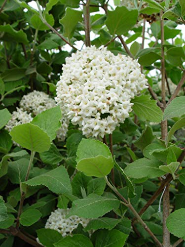 Viburnum p. t. Mariesii