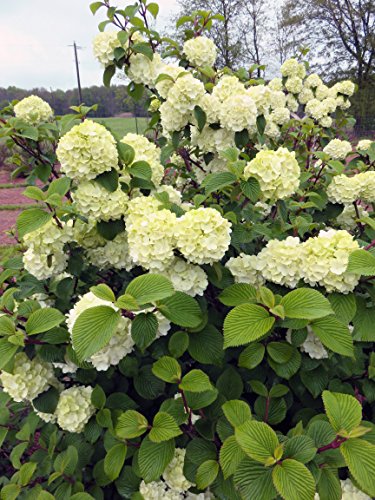 Viburnum plicatum Opening Day™