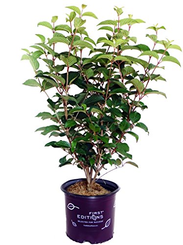 Viburnum plicatum Opening Day™ in branded pot