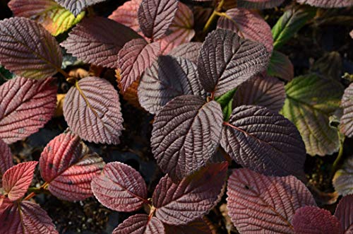 Viburnum shrub in container showing dark green foliage