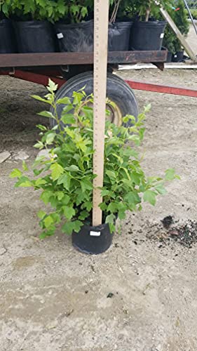Viburnum trilobum Wentworth