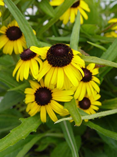 Viettes Little Suzie Rudbeckia blooming