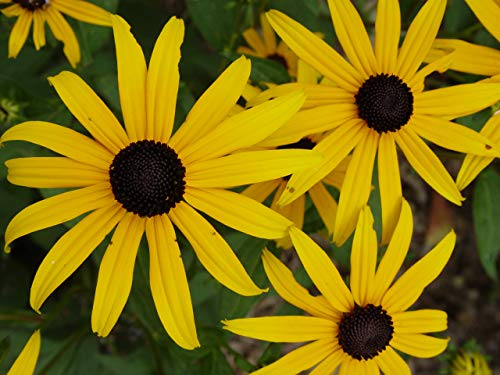 Viettes Little Suzie Rudbeckia flower close up