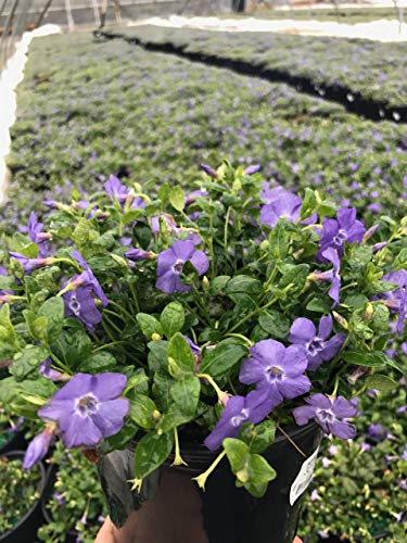 Vinca minor Bowles