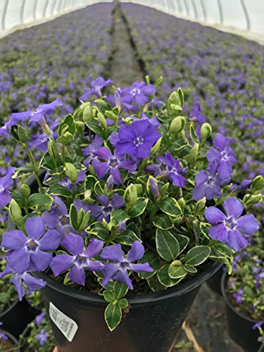 Vinca minor Ralph Shugert