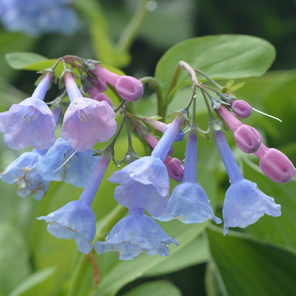 Virginia Bluebells flower close up