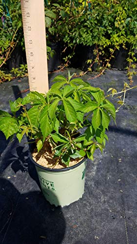 Virginia Creeper vine in container, green foliage