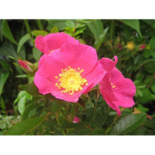 Virginiana Rose flower close up