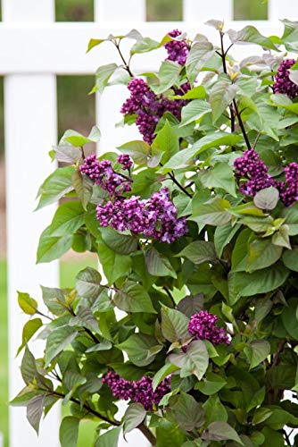 Virtual Violet Lilac in the frontyard