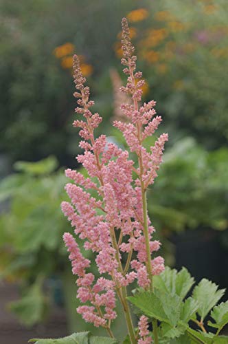 Visions in Pink Astilbe flower close up