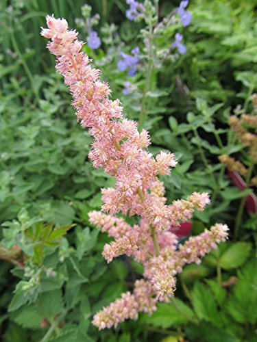 Visions in Pink Astilbe flower close up