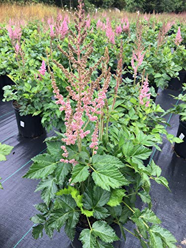 Visions in Pink Astilbe flowering in nursery