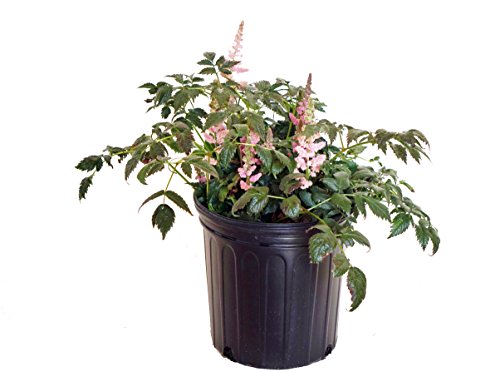 Visions in Pink Astilbe in pot