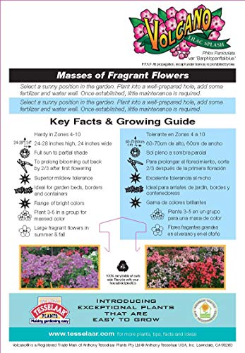Volcano® Lilac Splash Garden Phlox plant facts