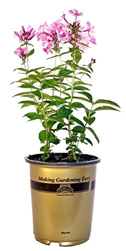 Volcano® Pink Garden Phlox in branded pot