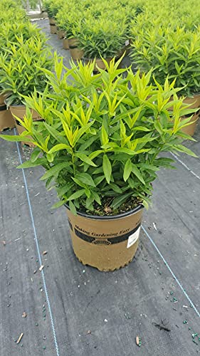 Volcano® Pink Garden Phlox no flowers