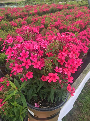 Volcano® Red Garden Phlox full of red blooms