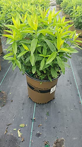 Volcano® Red Garden Phlox in brown branded pot