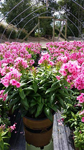 Volcano® Soft Pink with Dark Eye Garden Phlox full of blooms